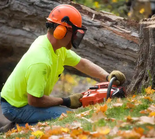 tree services Acomita Lake